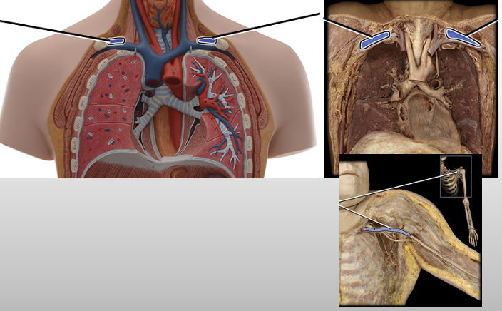 <p>supplies blood to shoulder and pectoral regions</p>