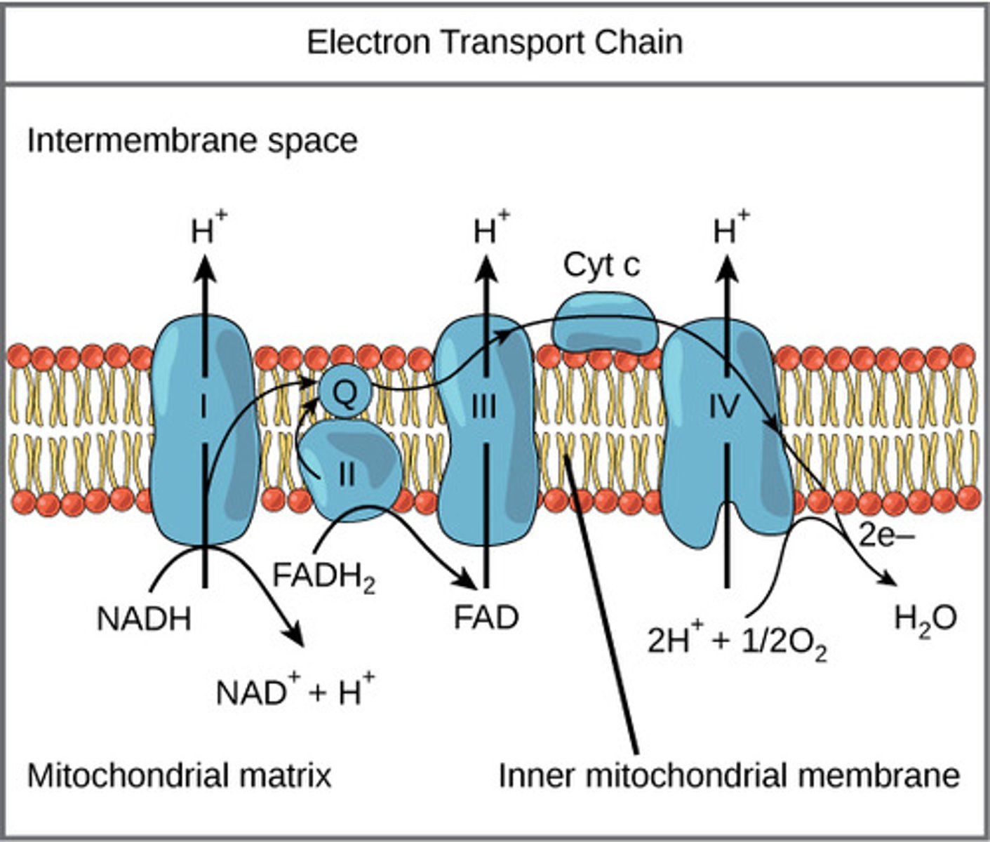 <p>-creates a proton gradient that stores energy which is used as a fuel source to produce ATP</p><p>-part of oxidative phosphorylation</p><p>-happens in the mitochondria</p>