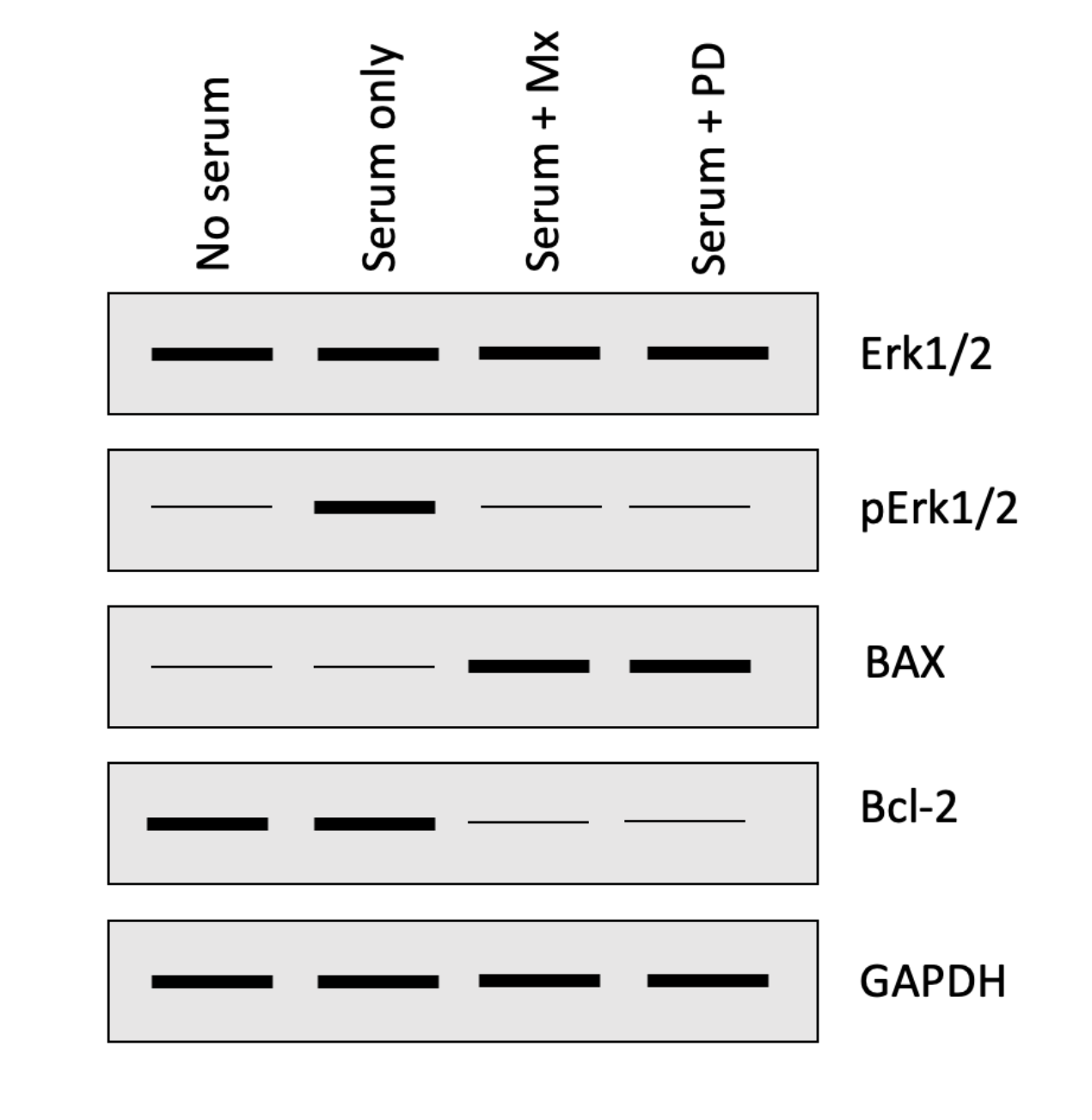 <p>The following four questions refer to the Western blot below that investigated how a chemotherapeutic drug methotrexate (Mx) impacts the activation of the ERK1/2 and apoptosis pathways in HeLa cells (malignant cervical cancer cells).  Cells were either serum starved (no serum) or grown in serum containing media with or without PD184352 (PD; ERK1/2 inhibitor) or Mx.</p><p></p><p>Based on what we saw in class, if you had run a western blot to detect <strong>CREB</strong>, in which of the lanes would you have expected to see a thick/intense band?  One or more may be correct, so select all that apply:</p><ol><li><p>Choice 1 of 4:Serum only</p></li><li><p>Choice 2 of 4:Serum + PD</p></li><li><p>Choice 3 of 4:Serum + Mx</p></li><li><p>Choice 4 of 4:No serum</p></li></ol>