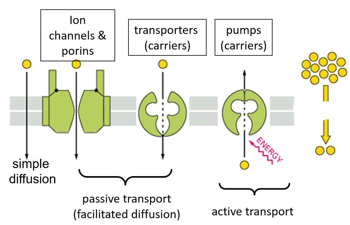 <ol><li><p>Simple diffusion</p></li><li><p>Ion channels &amp; porins, transport carriers (passive transport/facilitated diffusion)</p></li><li><p>Pumps (active transport)</p></li></ol><p><em>Protein transporters often undergo a conformational change.</em></p>