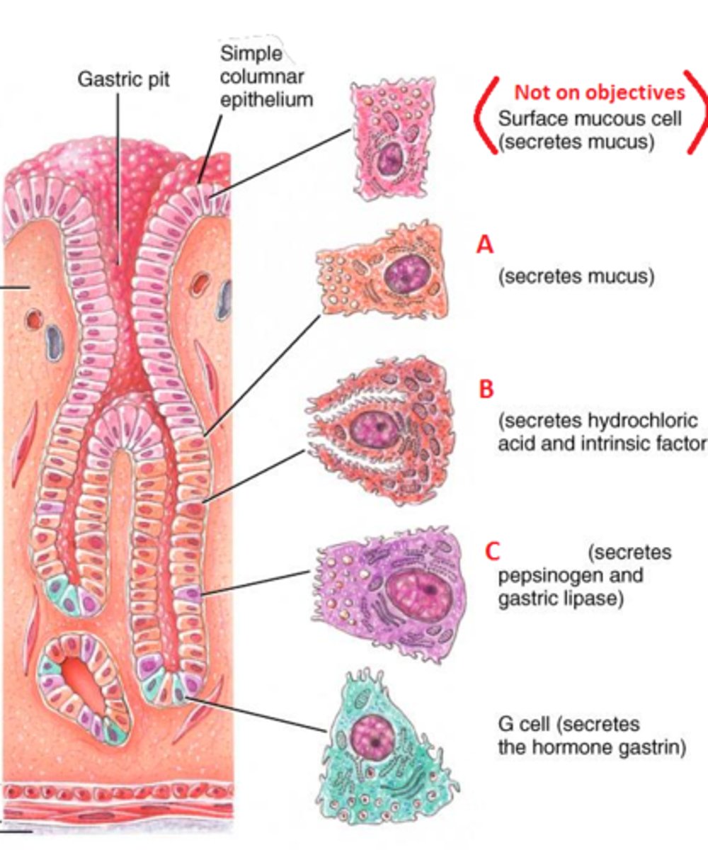 <p>produce mucus to lubricate the food entering the stomach</p>