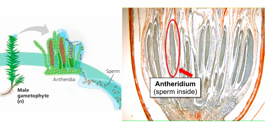 <p>located at the top of the male gametophyte (n) and contain sperm inside</p>