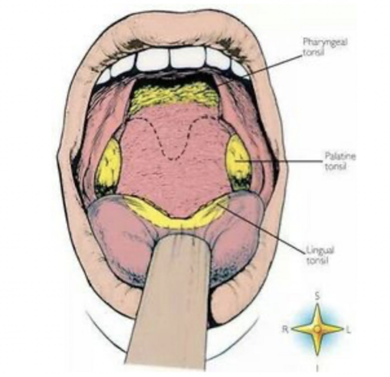 <p>palatine tonsils, lingual tonsils, pharyngeal adenoids</p>