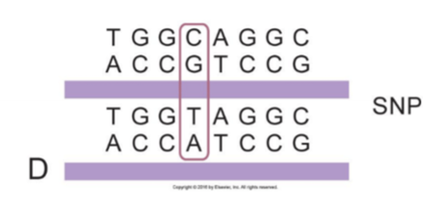 <p>Inherited variations in a single nucleotide base in DNA that differ between individuals.</p><p>1. Når vi sammenligner et enkelt sted i vores arvemasse på tværs af individer, så er der polymorfi, hvilket vil sige, at der er forskellige nukleotider her på dette sted</p><p>2. Vi har ca. 90 millioner SNPs i vores arvemasse blandt de 3 milliarder basepar vores genom er</p><p>3. Denne type varianter finder vi typisk ved SNP array, Whole Exome Sequencing (WES) eller hel genom sekventering (WGS)</p>