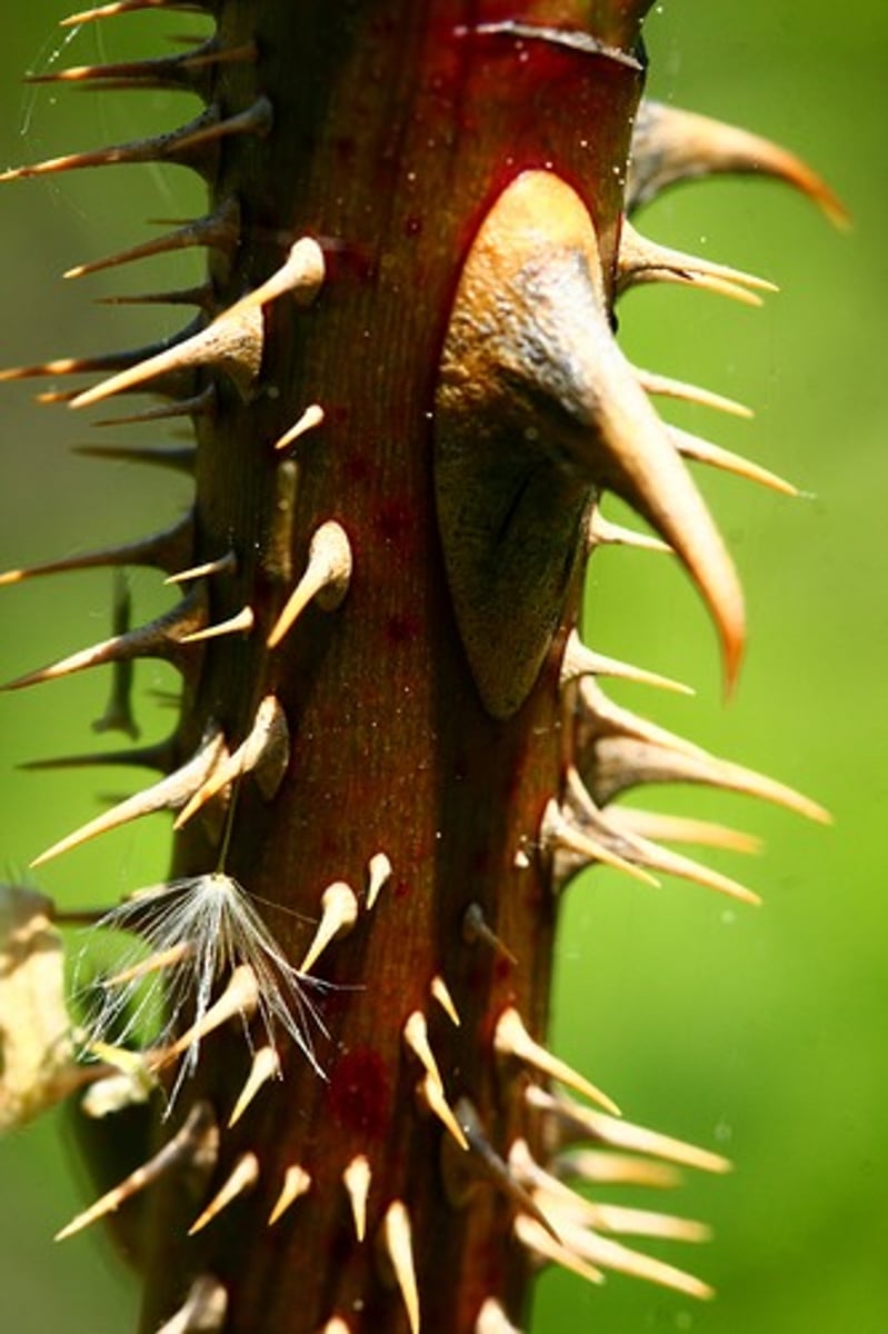 <p>thorny, rugged</p>