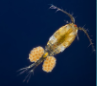 <p>Copepod </p>