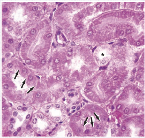 <p>Identify the Epithelium</p>