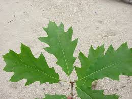 <p>Location: upland, often midslope</p><p>Leaf: alternate, simple, 7-11 bristle tipped lobes</p><p>Bark: smooth but develops ridges, ski tracks</p>