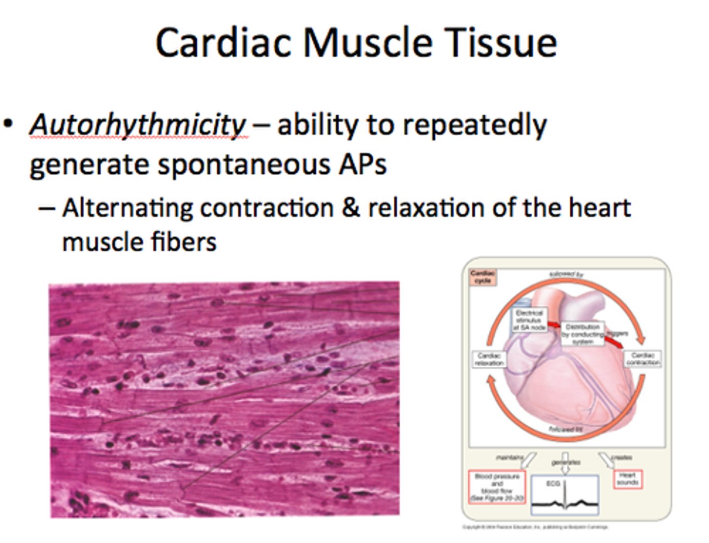 <p>Cells fire spontaneously, act as pacemaker and form conduction system for the heart</p>