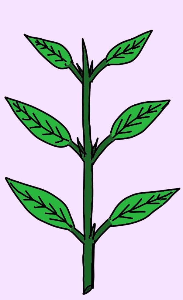 <p>Leaves arranged as a pair of opposite leaves per node, all pairs are in the same plane</p>