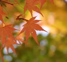 <p>N. autumn leaves</p>