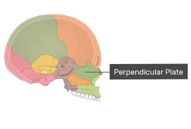 <p>Which bone landmark of the skull looks like&nbsp;thin, flat, vertical sheet of bone that is perpendicular to the ethmoid bone?</p>