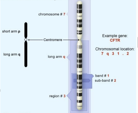 <p>²Bands are numbered from the centromere towards the telomere ²Each band is divided into sub-bands ²</p><p>E.g. cytogenetic map location of the CFTR gene is 7q31.2, which indicates it is on chromosome 7, q arm, band 3, sub-band 1, and sub-sub-band 2</p><p></p>