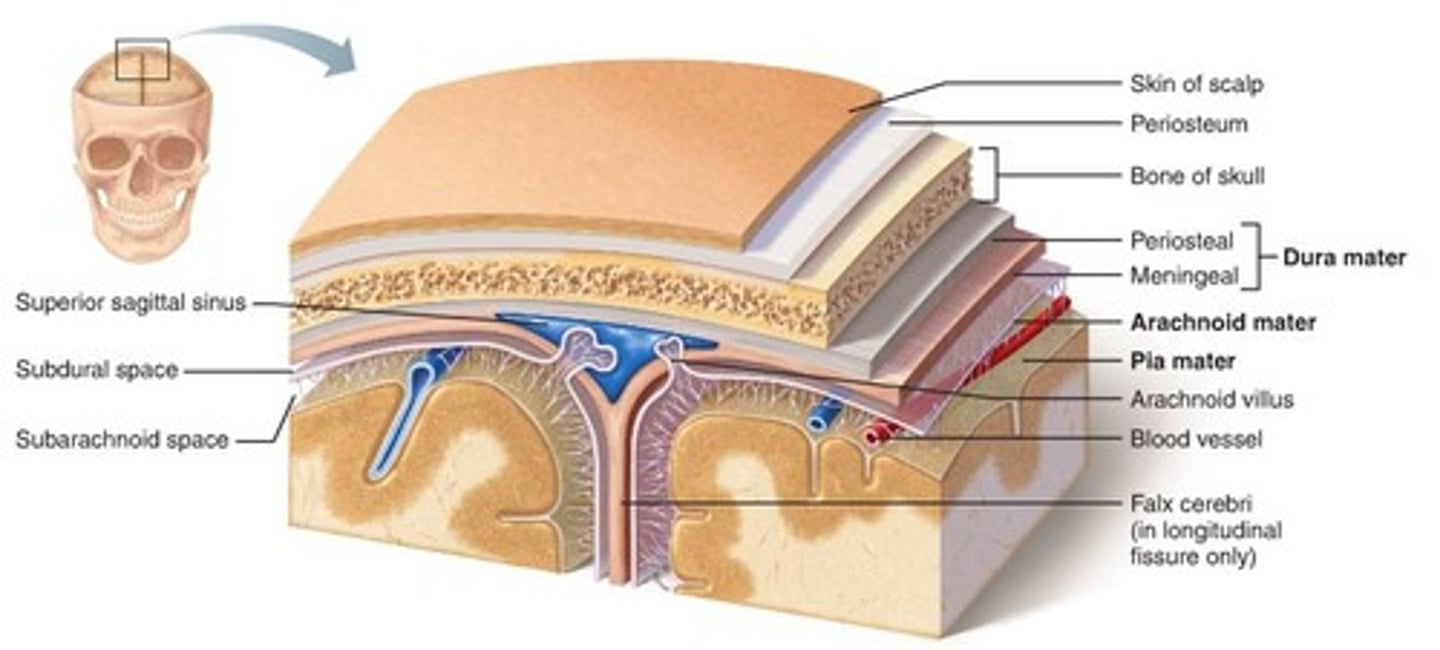 <p>three layers of connective tissue in which the brain and spinal cord are wrapped</p>