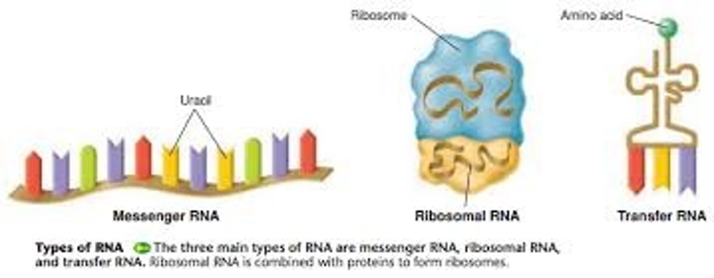 <p>Messenger RNA (mRNA) - single stranded - carries the genetic code from the nucleus to the ribosome <br>Transfer RNA (tRNA) - 4 leaf clover shape - carries amino acids to the ribosome <br>Ribosomal DNA (rRNA) - part of the structure of ribosomes</p>