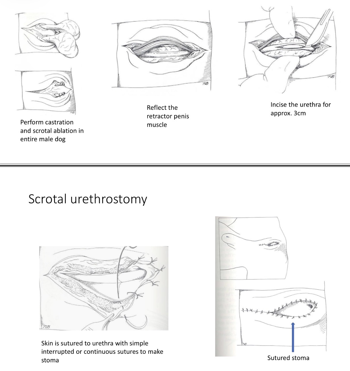 <p>Scrotal Urethrostomy - Steps if castrated</p>