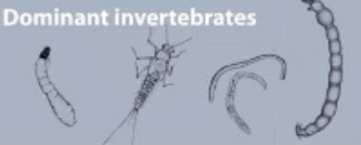 <p>Dominant invertebrates</p>
