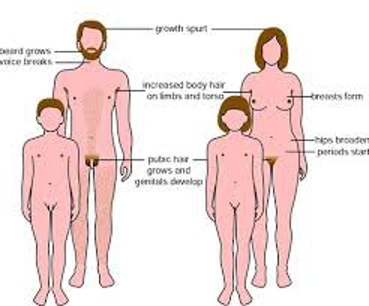 <p>nonreproductive sexual characteristics, such as female breasts and hips, male voice quality, and body hair.</p>