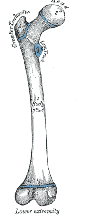 <p>Multiple _______ may exist in a single bone</p><p>____ appear and fuse progressively at set ages</p><p>These ages differ among males and females among specific regions with females typically closing at an earlier age</p><p>Growth plate fusion on skeletal remains is used to determine age of death in forensics recognizing that the skeleton is sexually dimorphic and variations exist among populations</p><p></p>