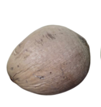 <p>What is its physiological maturity and commercial maturity?</p>
