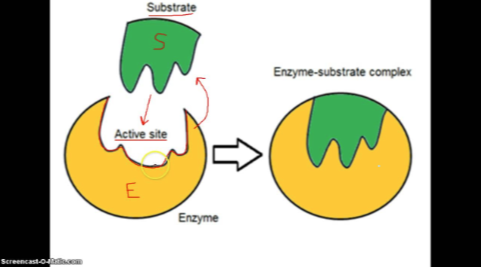 <p><span style="font-family: Times New Roman, serif">protein (main part)- may act on its own (depending on the enzyme)</span></p>