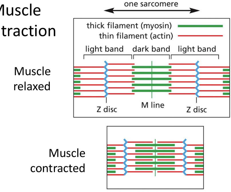 <p><span><u>Myosin-actin systems</u> =&nbsp;&nbsp;</span></p><p class="Paragraph SCXW143372971 BCX0" style="text-align: left"><span>Myosin = motor protein that slides along actin polymers for muscle contraction using ATP hydrolysis&nbsp;</span></p><p class="Paragraph SCXW143372971 BCX0" style="text-align: left"><span>Muscle contraction = require calcium &amp; troponin&nbsp;</span></p><ul><li><p class="Paragraph SCXW143372971 BCX0" style="text-align: left"><span>Calcium binds troponin, causing tropomyosin to move away from actin so it can bind to myosin to shorten sarcomere and contract muscle&nbsp;</span></p></li></ul><ul><li><p class="Paragraph SCXW143372971 BCX0" style="text-align: left"><span>Troponin is measured clinically to determine whether an acute heart attack has occurred (stress indicator)&nbsp;</span></p></li></ul><p></p>