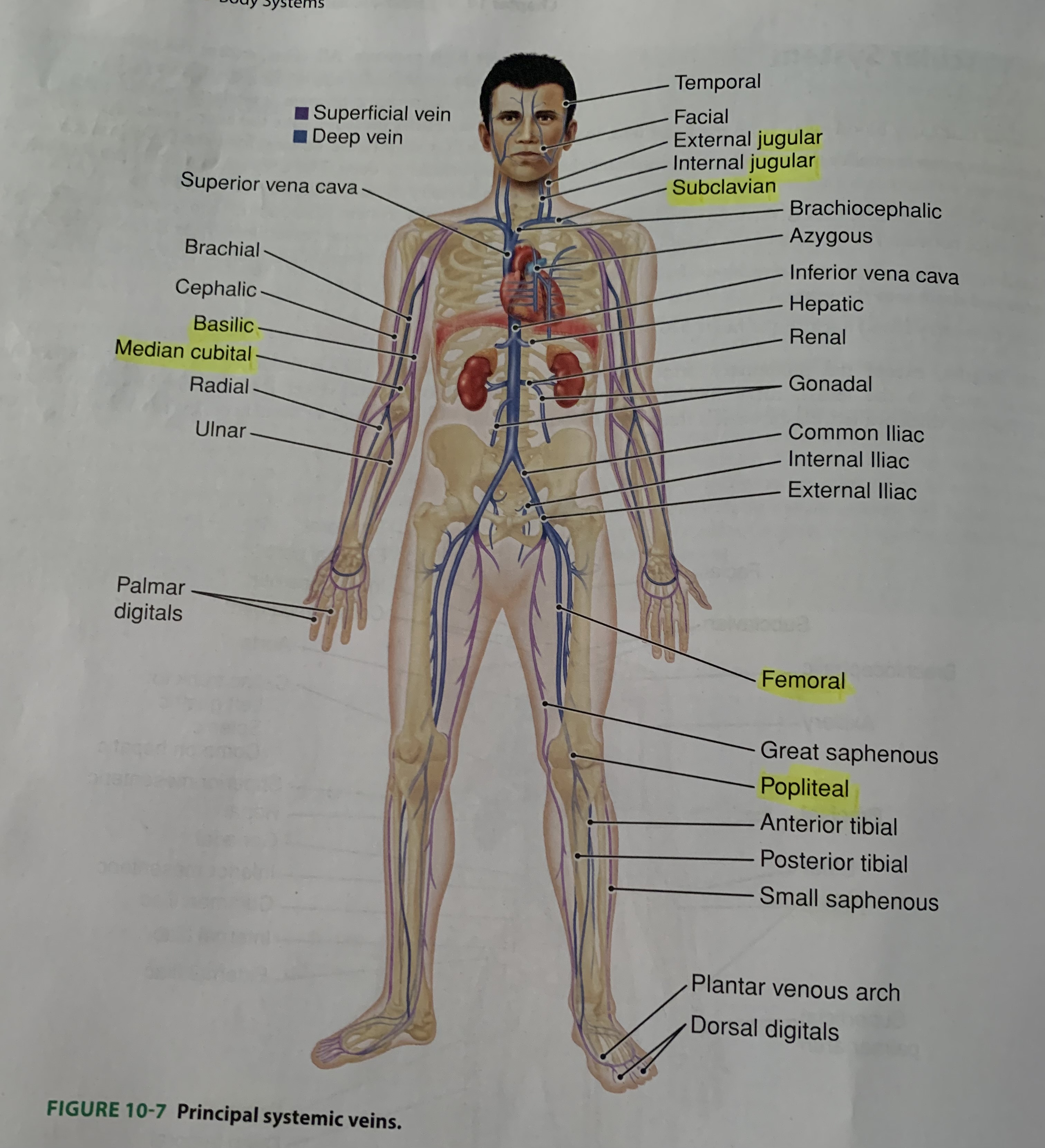 a. Jugular - neck

b. Subclavian - under the collar bone

c. Basilic - arms

d. Median cubital - antecubital space (primary site for blood draws)

e. Femoral - legs

f. Popliteal - knees