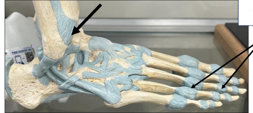 <p>identify from left to right</p><p>mention type of joint according to the shape of articulating bones respectively</p>