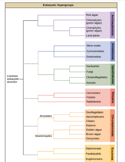 <p><u><span>4 supergroups of protists</span></u></p>