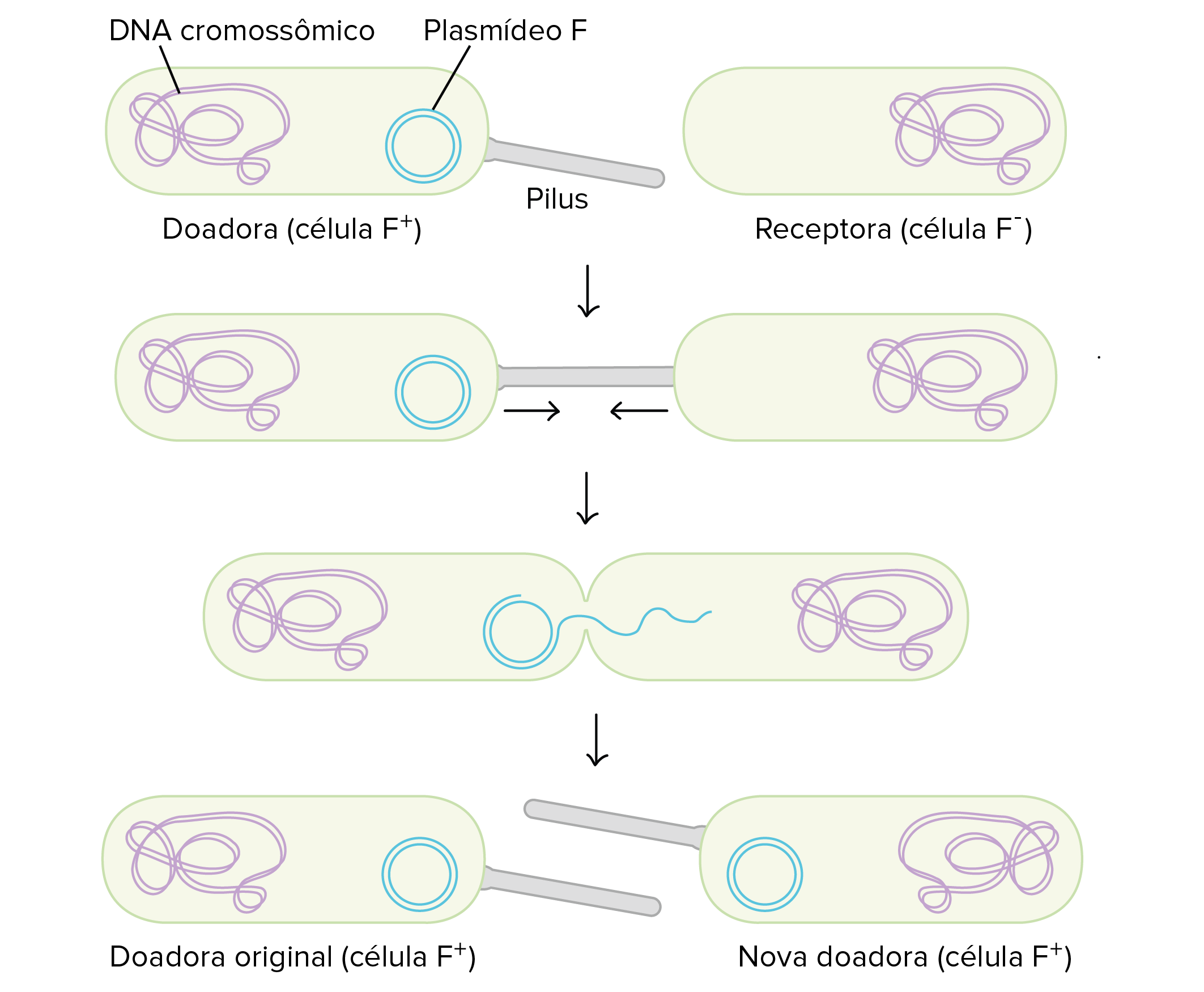 <p><span>Uma bactéria transfere DNA para outra através de um “pelo sexual” (píli), formando uma ponte citoplasmática.</span></p>