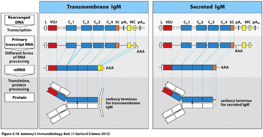 <ul><li><p class="">Generated by <strong>alternative RNA processing</strong>.</p></li><li><p class="">The <strong>C-terminus</strong> o is encoded by the <strong>blue exon</strong>.</p></li><li><p class="">Upon B cell activation, an <strong>alternative polyadenylation (poly A) site</strong> is used, which determines where the <strong>polyadenylation signal</strong> is added.</p></li><li><p class="">The <strong>yellow exons</strong> (which encode the transmembrane domain) are no longer spliced in.</p></li><li><p class="">Instead, the transcript runs through the <strong>blue exons</strong> to the next stop codon, giving rise to a <strong>splice site</strong> for the <strong>secreted form</strong>.</p></li></ul><p></p>