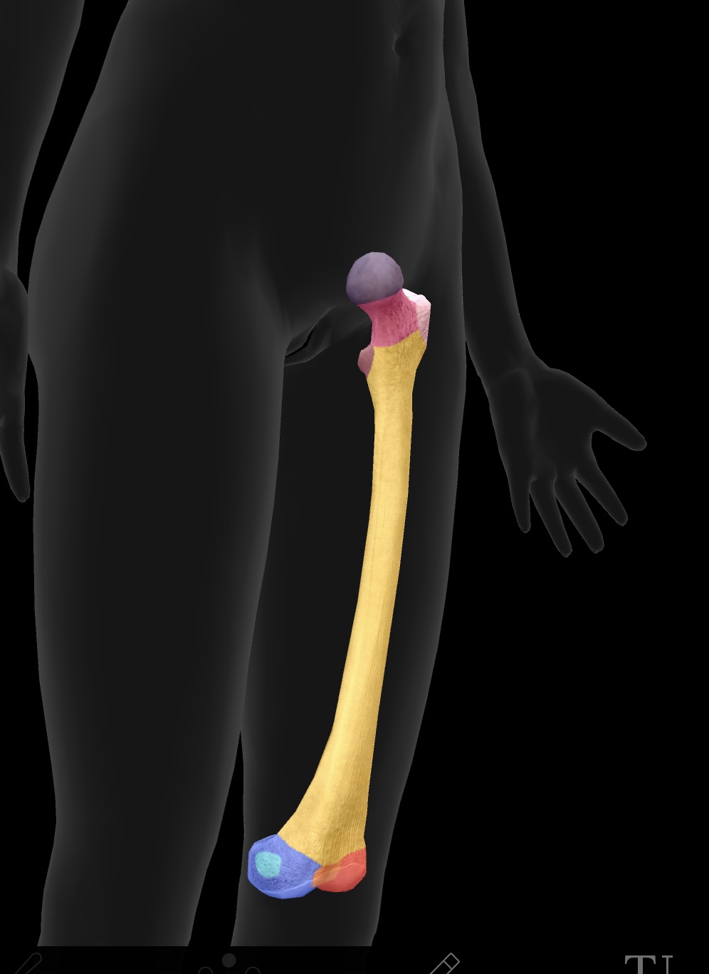 <p>attachment site for the medial collateral ligament (MCL) on the distal aspect of the femur</p><p>origin: medial head of the gastrocnemius</p>