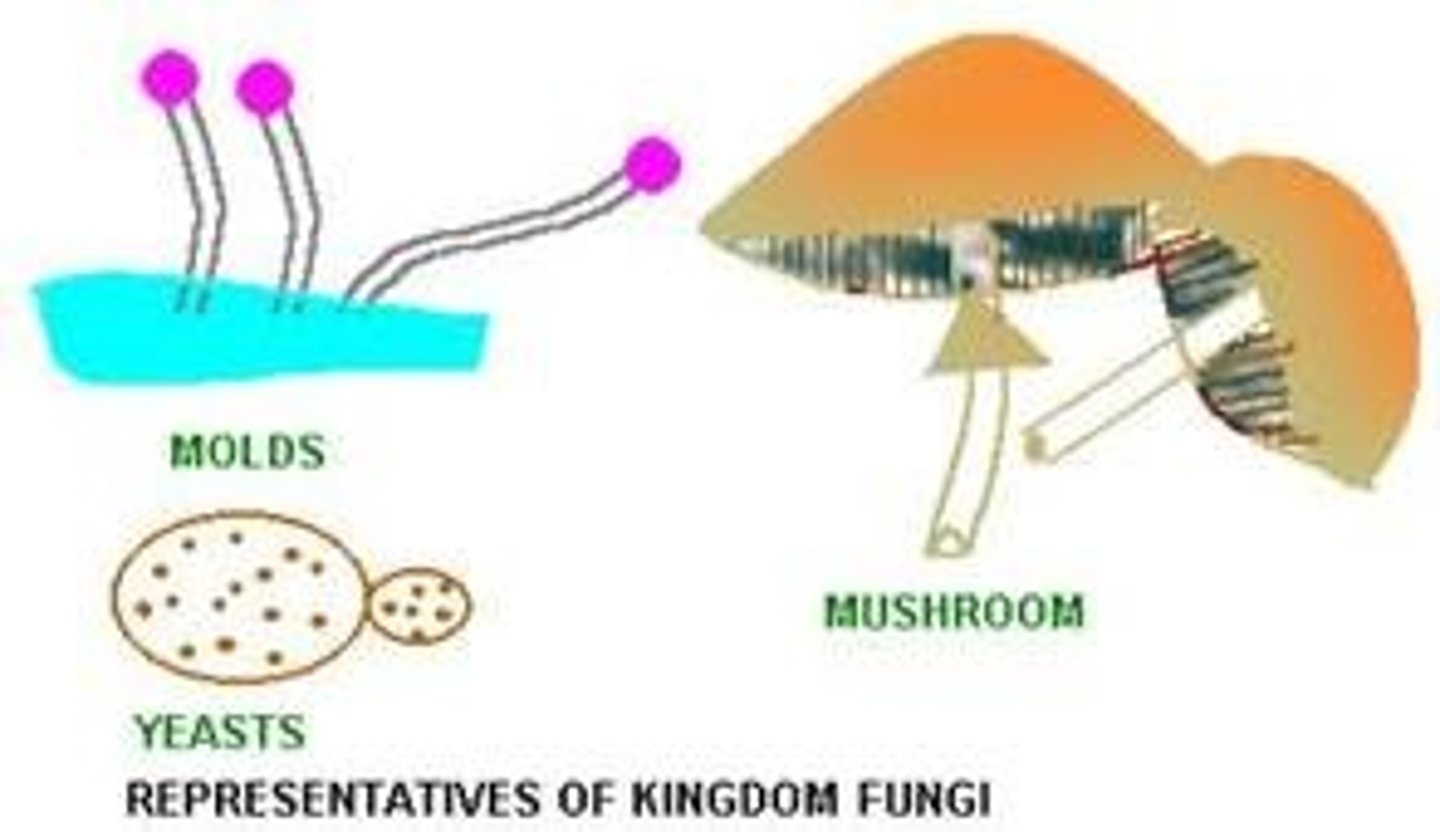 <p>a kingdom a of multicellular, eukaryotic organisms, such as mushrooms and molds, that have a cell wall containing chitin; classified under Domain Eukarya, HETEROTROPHIC</p>