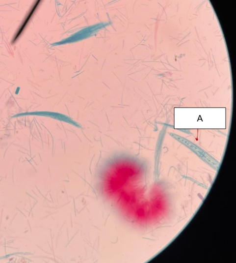 <p>What is the primary clade of this</p>