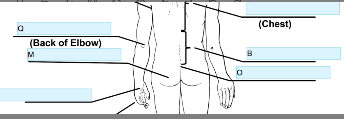 <p>Anatomical term for O</p>