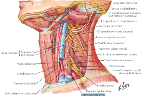 superior thyroid artery