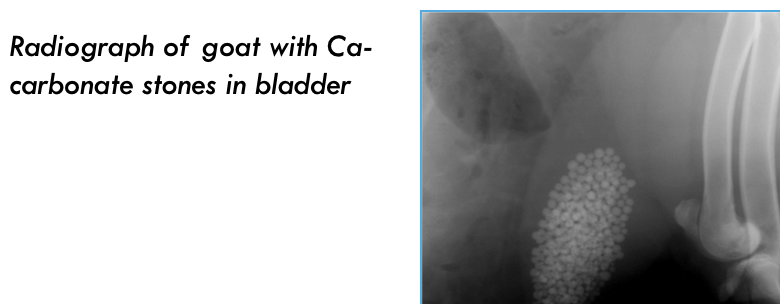 <p>will pick up calcium-carbonate stone (not struvite or mucus plugs since not mineral-dense)</p>
