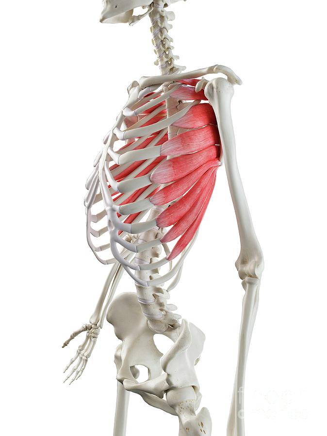 <p>Origin: ribs 1-8</p><p>Insertion: anterior medial border of the scapula</p><p>Action: protraction, upward rotation, “boxers muscle”</p>