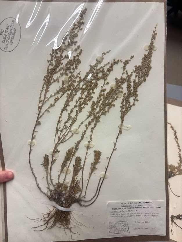 <p>Leaves divided, filiform, fascicled, hairy, woody base </p>