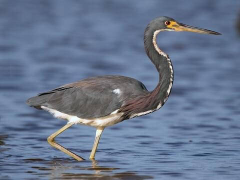 <p>Slender, blue-gray with reddish neck and white belly. Actively chases fish.</p>