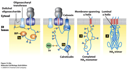 <p></p><ol><li><p>glycosylation</p></li><li><p>disulphide bond formation</p></li><li><p>folding and oligomerization</p></li></ol><p></p>