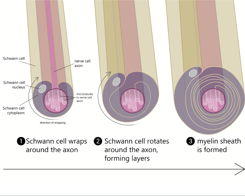 <p>Schwann cell wraps around axon, forms layers → myelin sheath</p>
