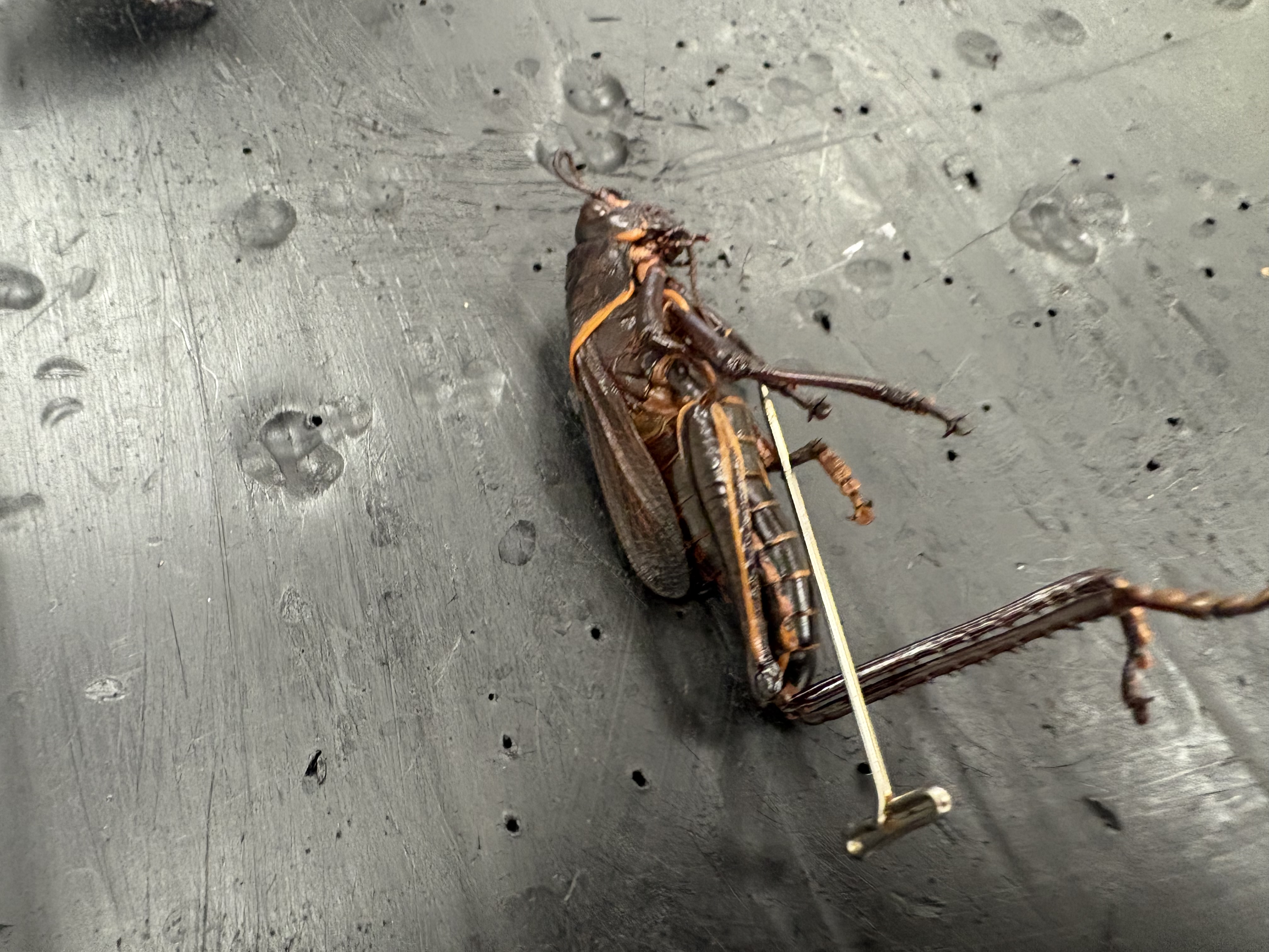 <p>name phylum, subphylum, class, and order </p>