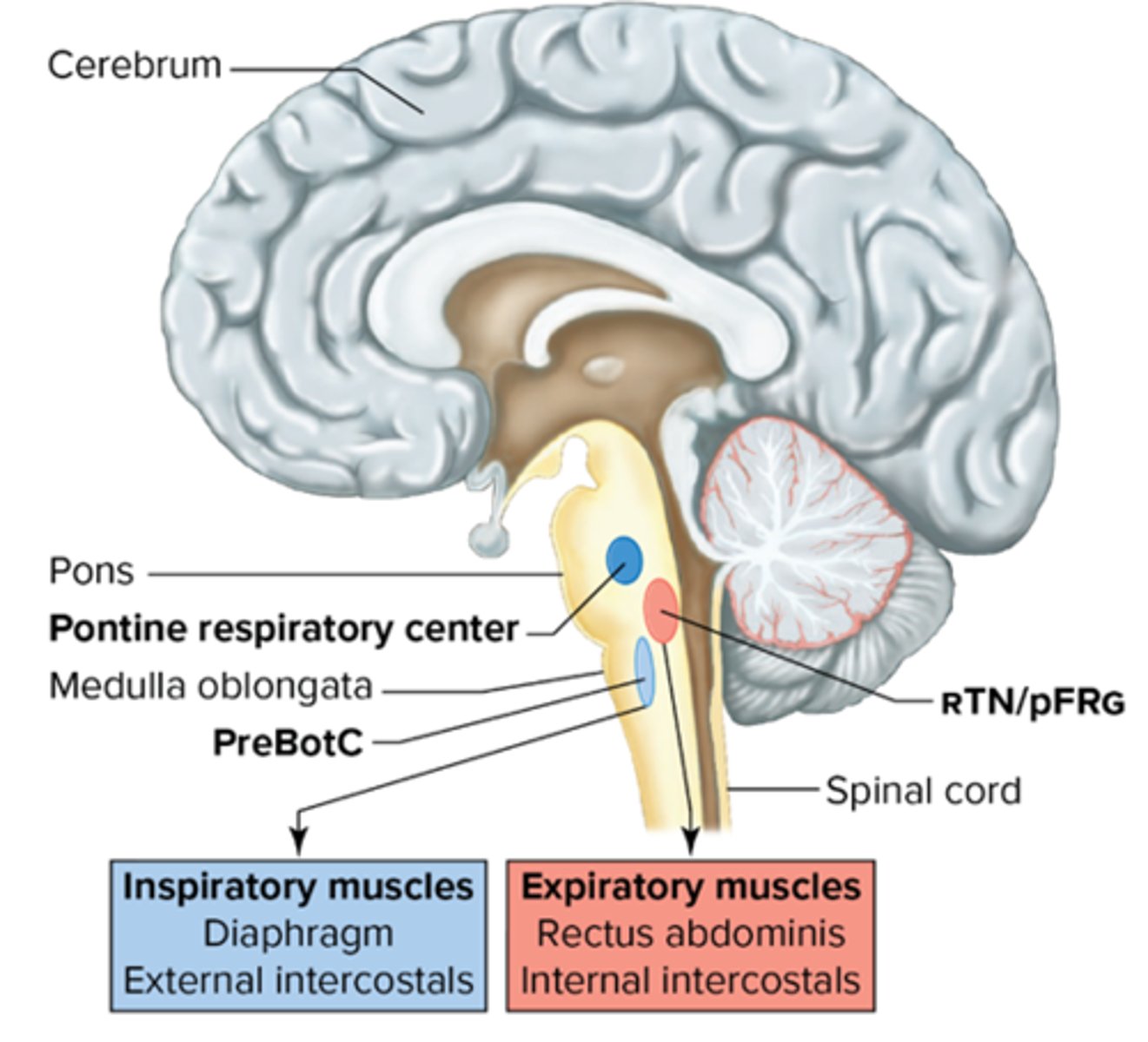<p>Pons and medulla oblongata</p>