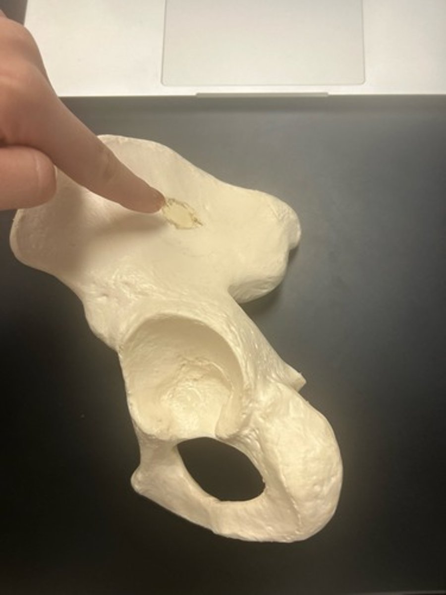 <p>name the bone</p>