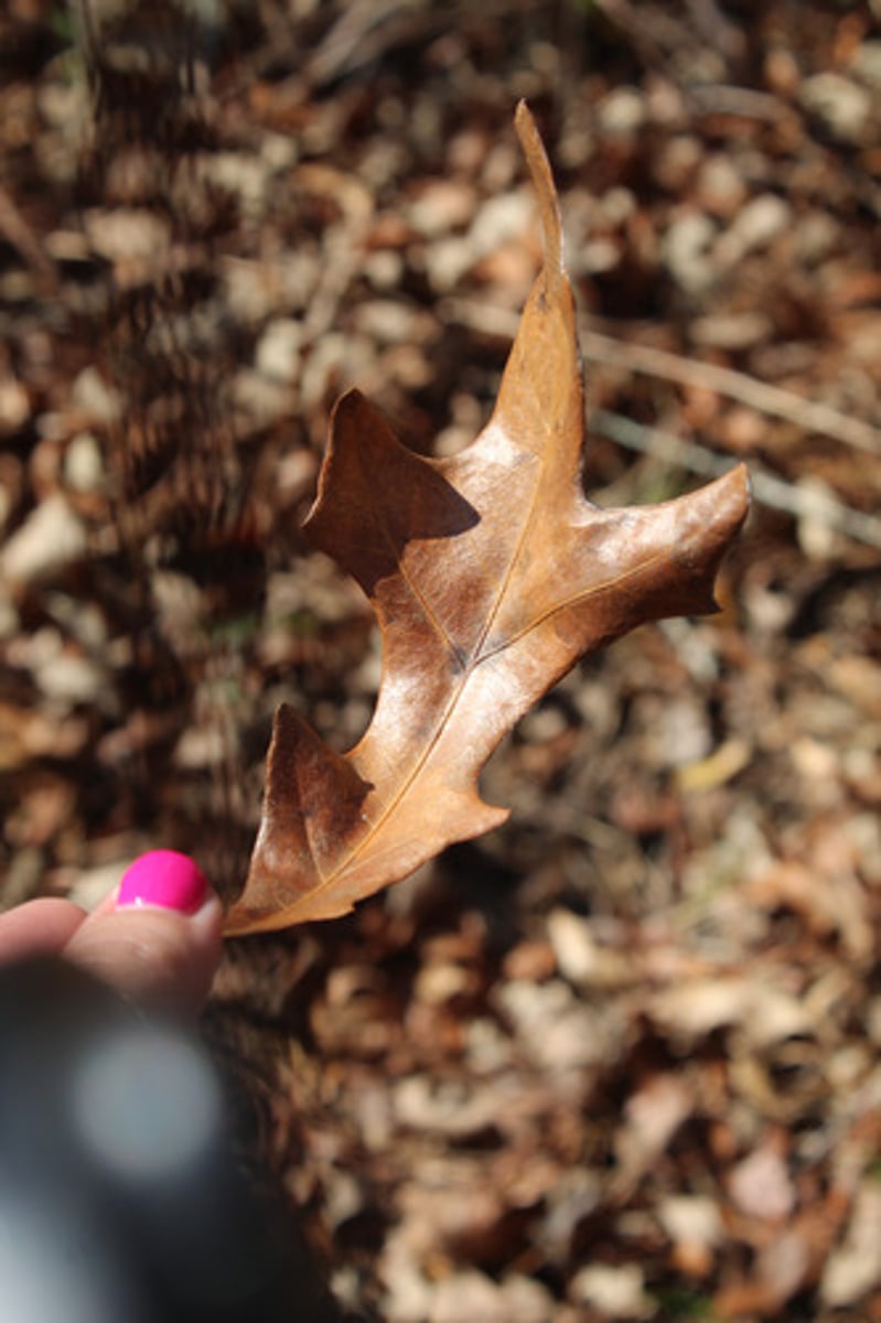 <p>what is the name of the tree whose leaf is pictured here?</p>