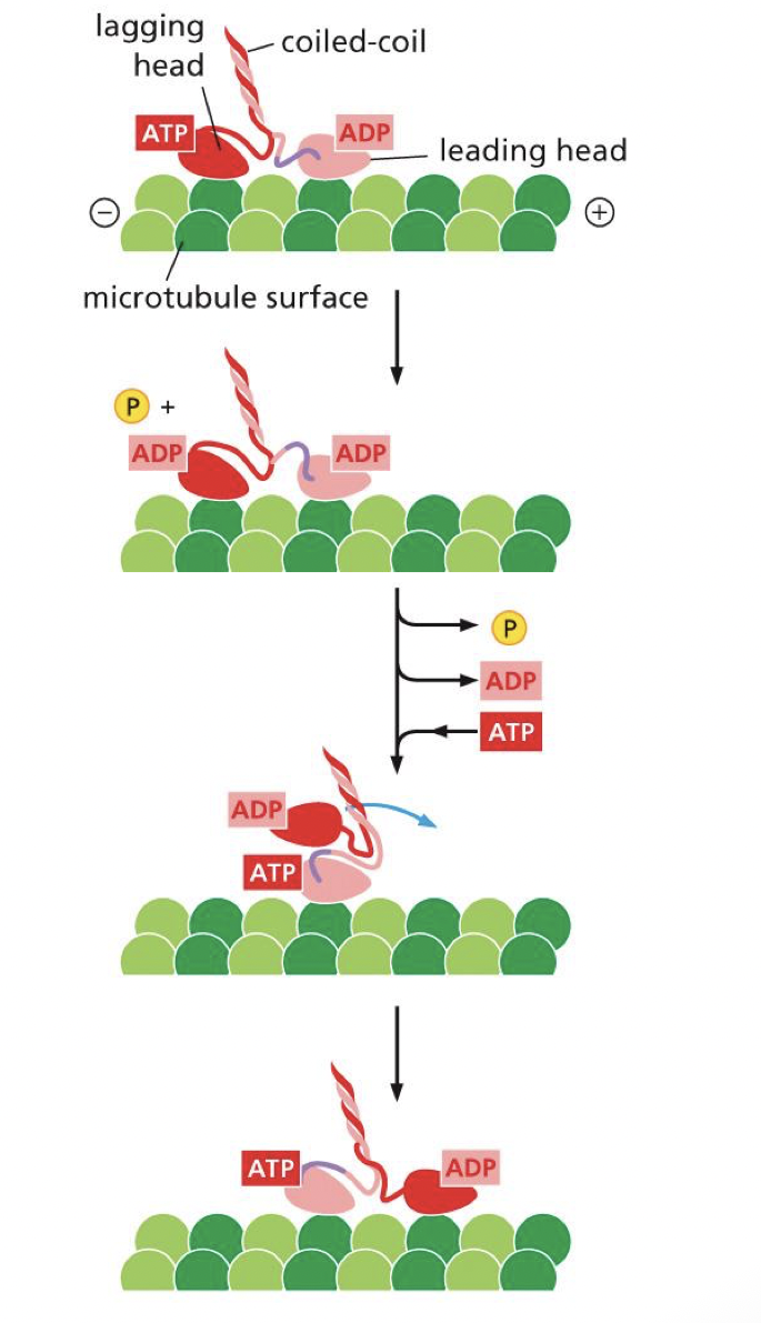 <ol><li><p>one head encounters microtubule, binding tightly, causing ADP to be released and ATP binds to empty nucleotide binding site = tight bound </p></li><li><p>neck linker throws second head forward </p></li><li><p>first head hydrolysis ATP, releasing ADP and Pi, leading head no exchanges its ADP for ATP</p></li></ol><p></p><p>kinesin moves processively step by step</p><p></p>