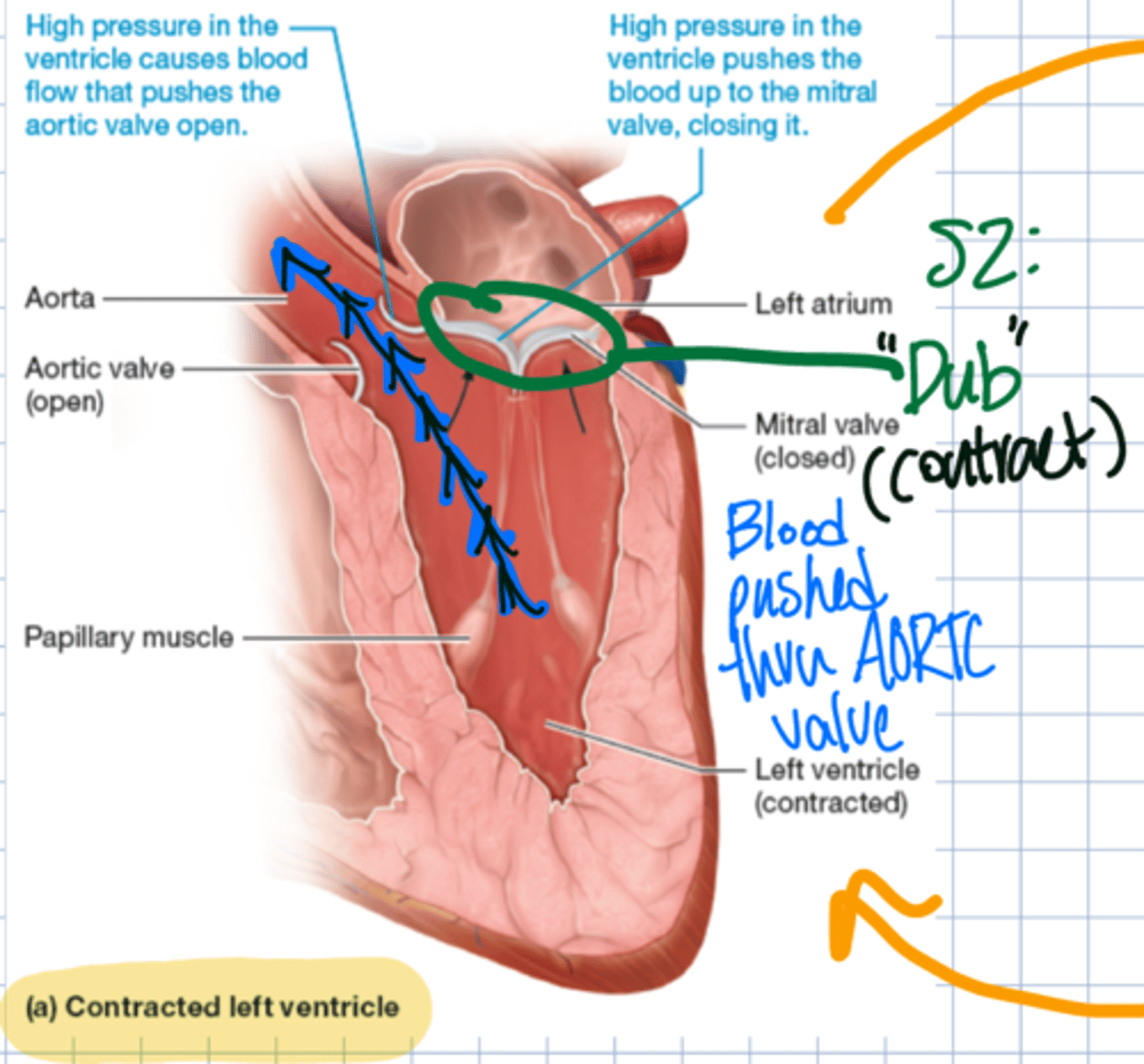 <p>1.) blood flow that pushes the aortic valve open</p><p>2.) pushes blood up to the mitral valve to close</p>