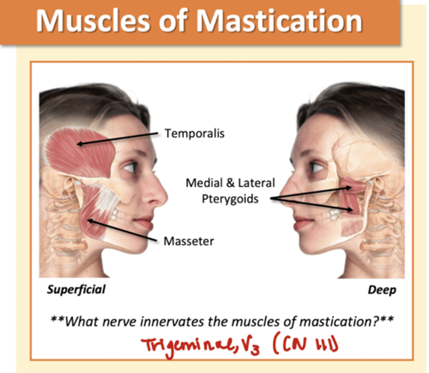<p>Temporalis</p><p>Medial/Lateral Pterygoids</p><p>Masseter</p><p>*Trigeminal, V3 (CN III)*</p><p>-involved in mechanical digestion</p>