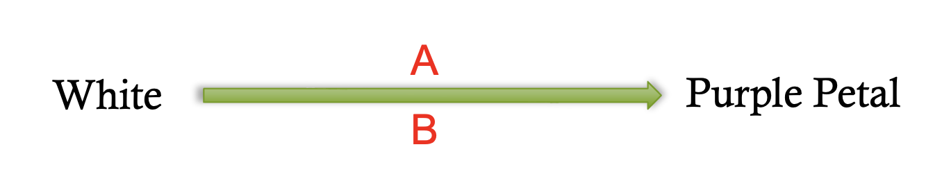 <p>duplicate gene interaction pathway</p>